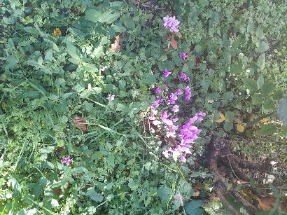 flowers